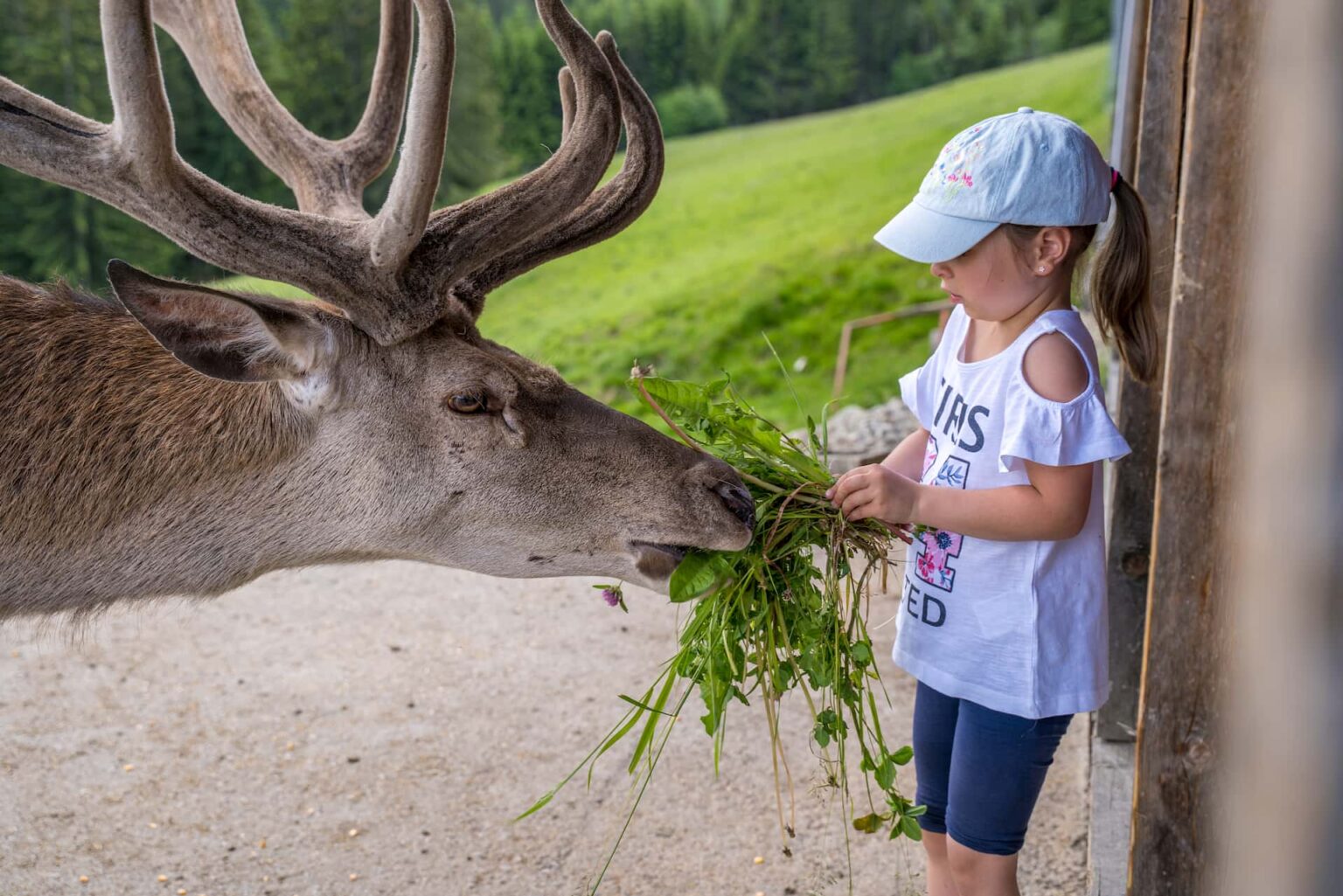 wildtierpark
